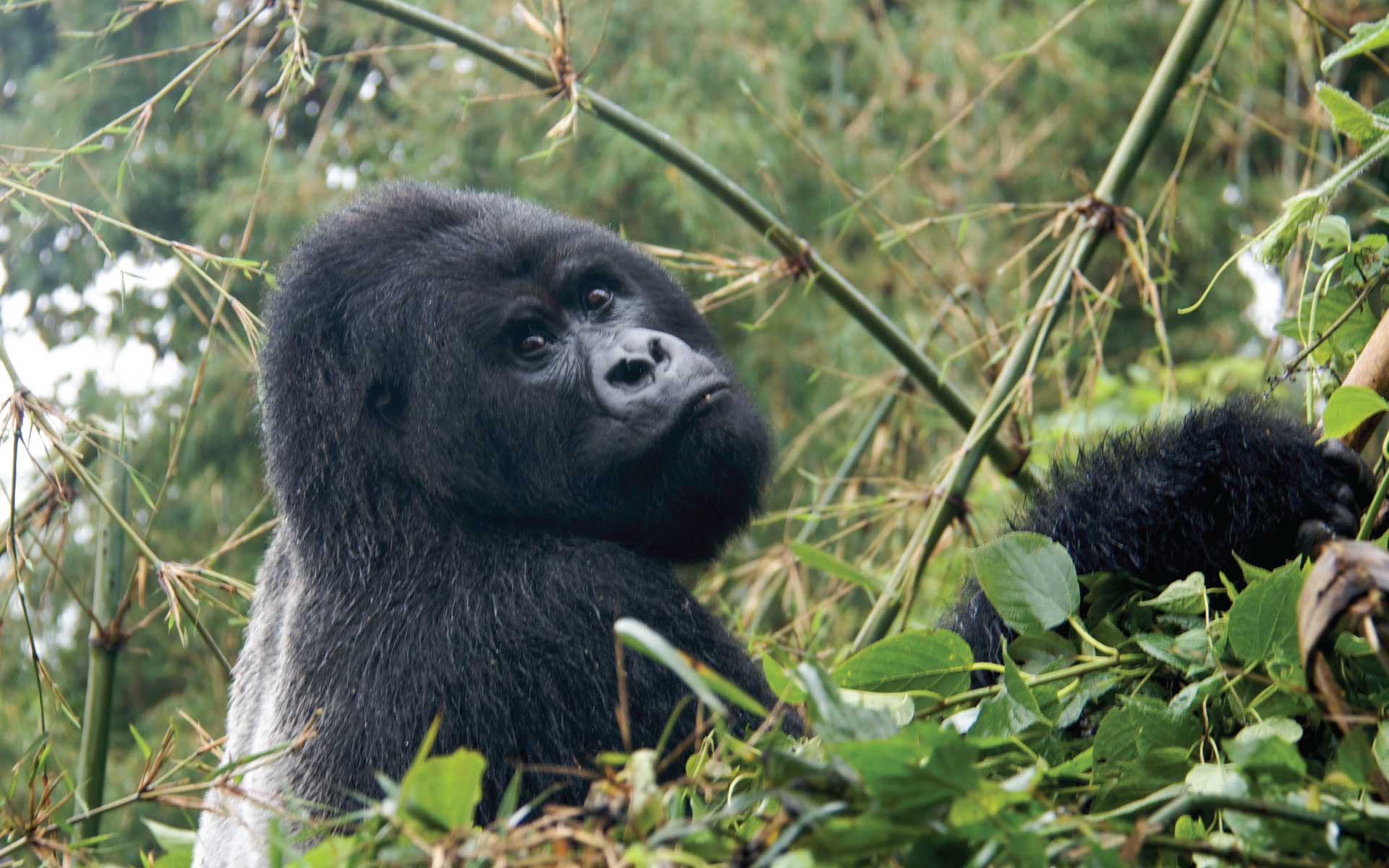 15 Days Uganda Rwanda tour combined itineraries to compare